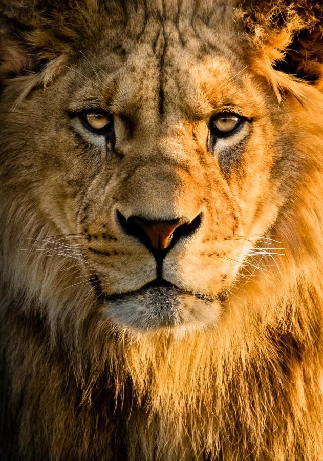 Lions Den - Zoo Accommodation Chester Exterior foto